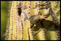 Gila Woodpecker chick fledging on June 4m 2024 at 5:20pm