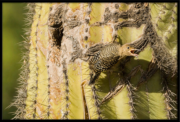 Gila Woodpecker chick fledging on June 4m 2024 at 5:20pm