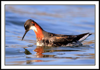 Red-necked Phalarope