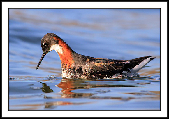 Red-necked Phalarope