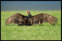 Turkey Vulture