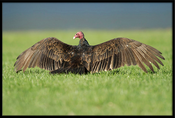 Turkey Vulture