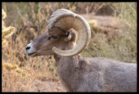 Desert Bighorn