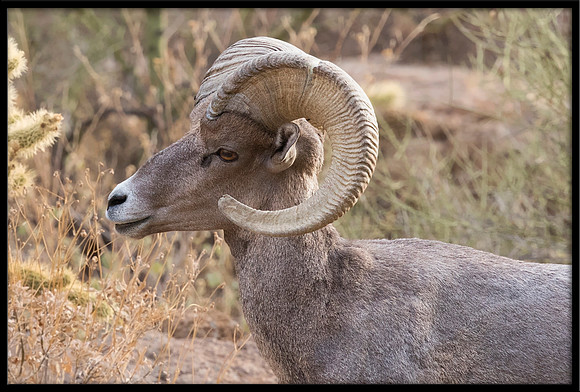Desert Bighorn