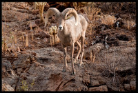 Desert Bighorn