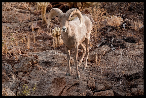 Desert Bighorn