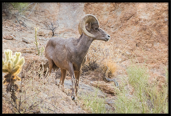 Desert Bighorn