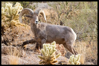 Desert Bighorn