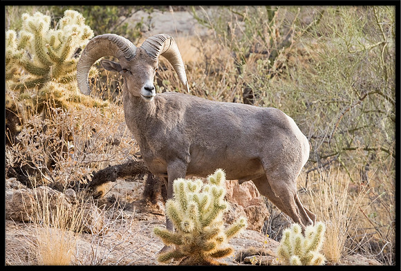 Desert Bighorn