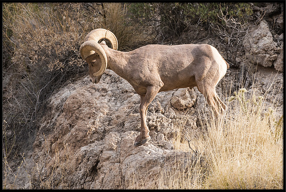 Desert Bighorn