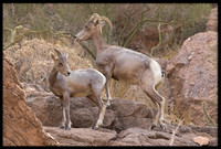 Desert Bighorn