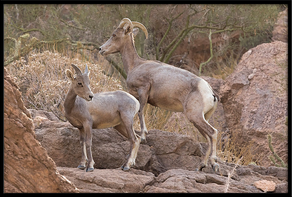 Desert Bighorn