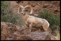 Desert Bighorn
