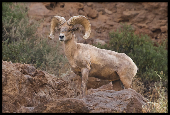 Desert Bighorn