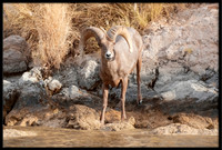 Desert Bighorn