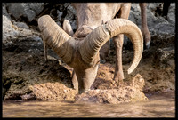 Desert Bighorn