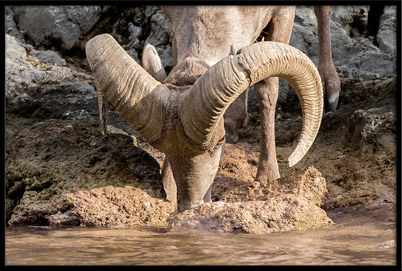 Desert Bighorn