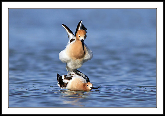 Avocets mating