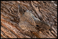 Cactus Wren