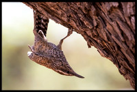 Cactus Wren
