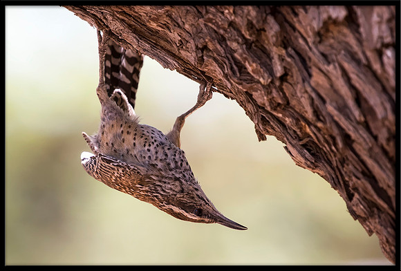 Cactus Wren
