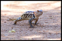 Desert Spiny Lizard