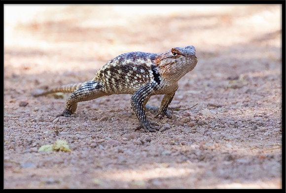 Desert Spiny Lizard