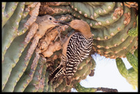 Gila Woodpecker Feeding Chick