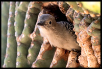 Gila Woodpecker Chick