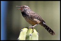 Cactus Wren