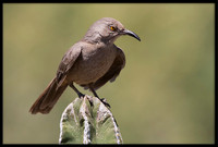 Curve-billed Thrasher
