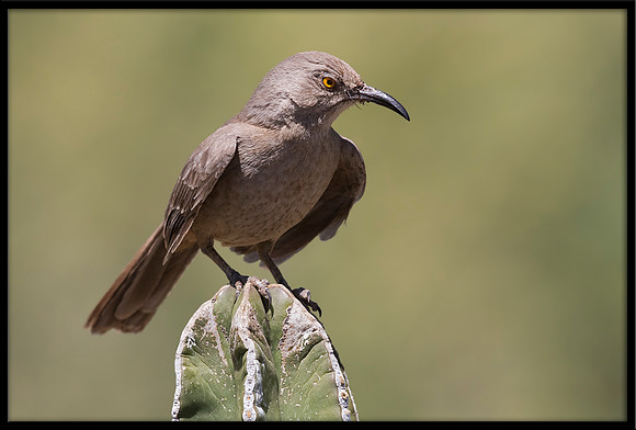 Curve-billed Thrasher