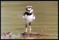 Killdeer Chick