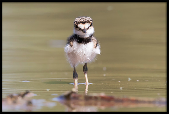Killdeer Chick