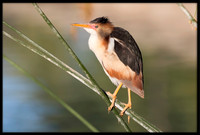 Least Bittern