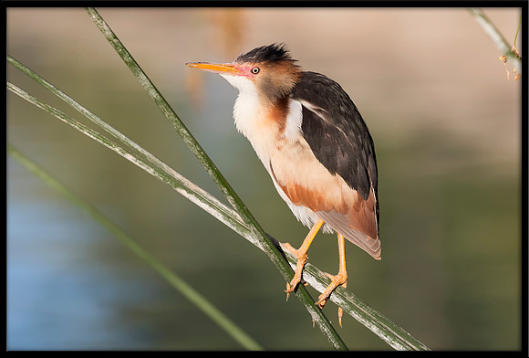 Least Bittern