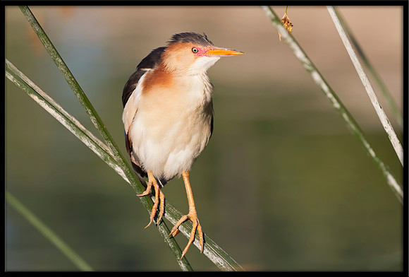 Least Bittern