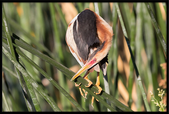 Least Bittern