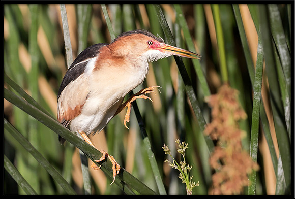 Least Bittern
