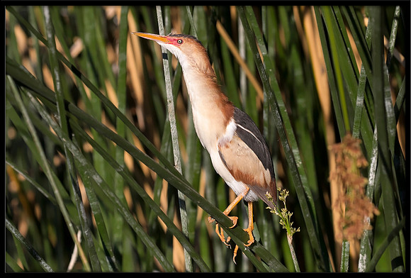 Least Bittern