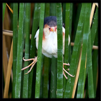 Least Bittern