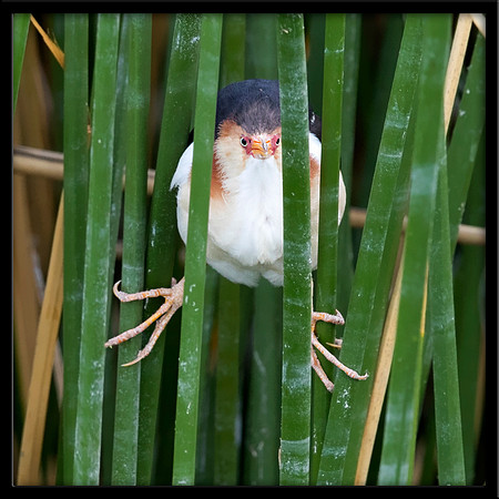 Least Bittern