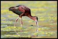 White-faced Ibis