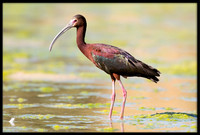 White-faced Ibis