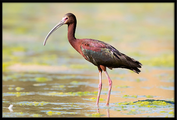 White-faced Ibis