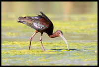 White-faced Ibis