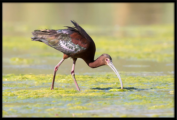 White-faced Ibis