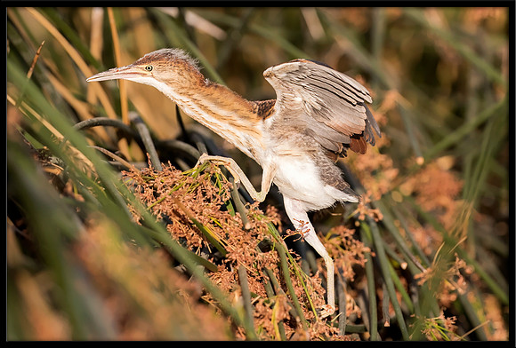 Least Bittern Chick