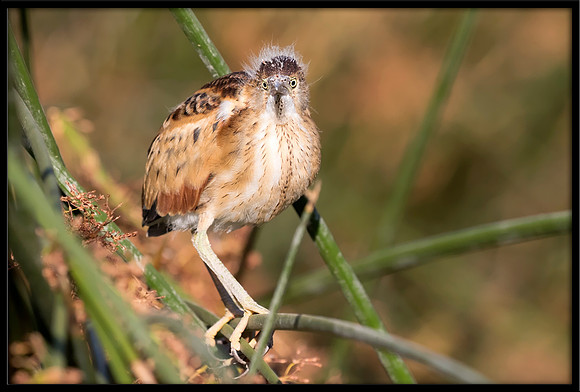 Least Bittern Chick