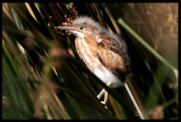 Least Bittern Chick